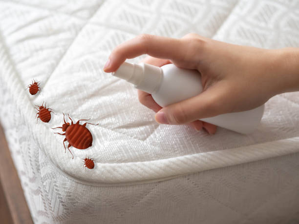 Best Pest Removal Services  in Bellaire, TX